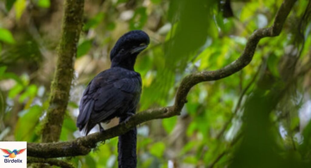 Umbrellabird