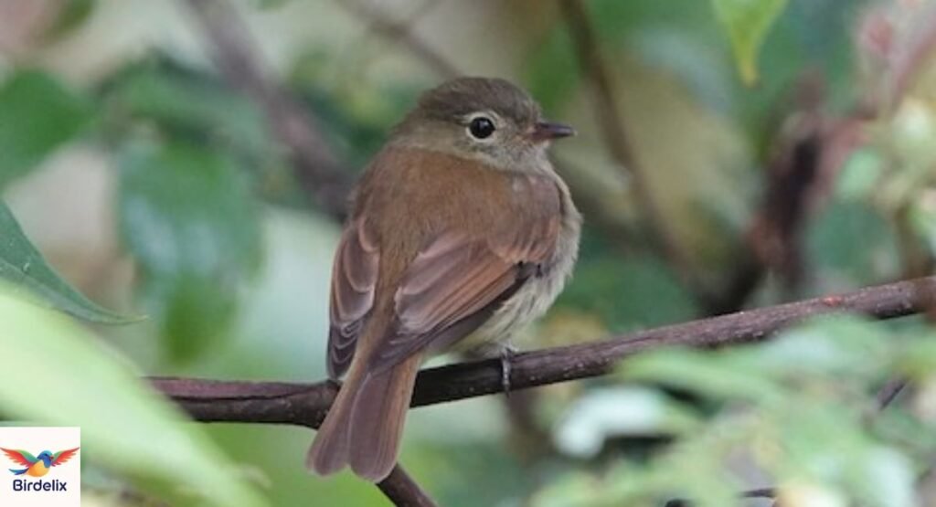 Unadorned Flycatcher