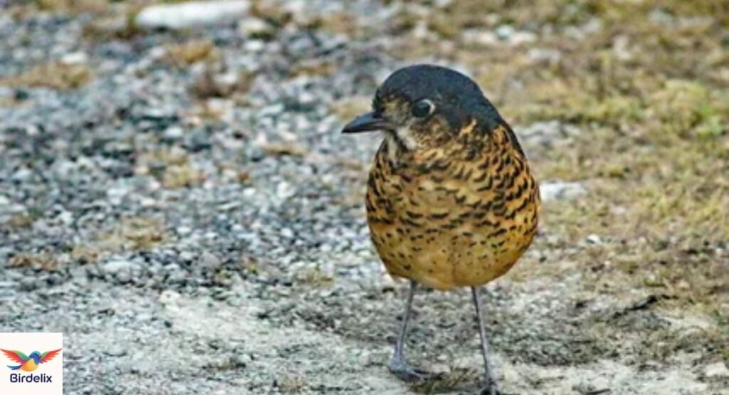Undulated Antpitta