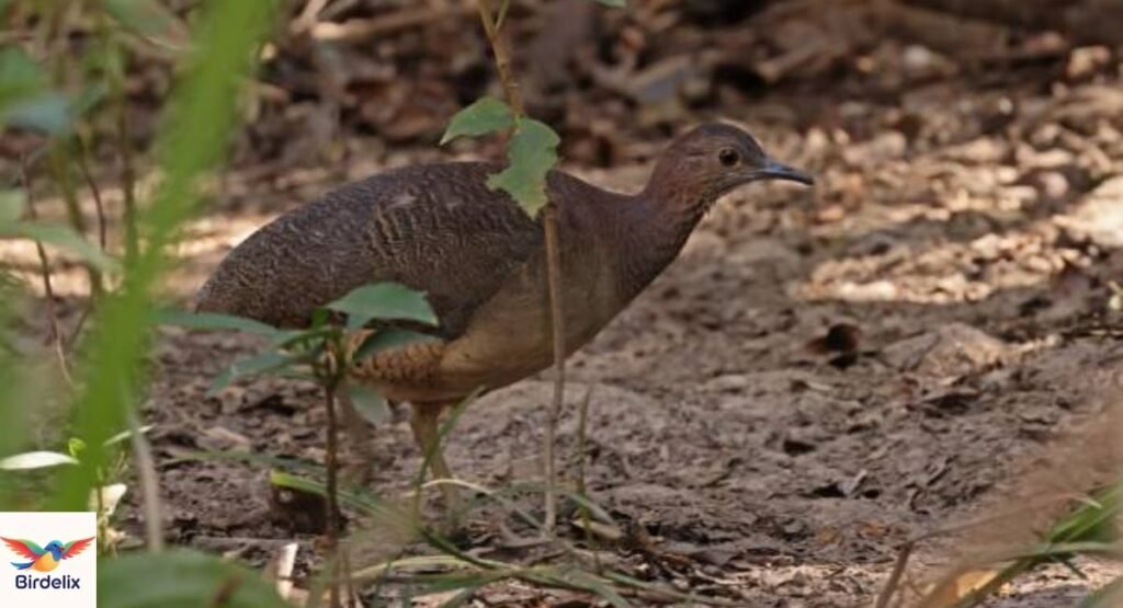 Undulated Tinamou