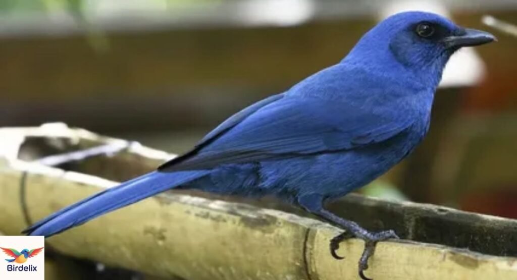 Unicolored Jay