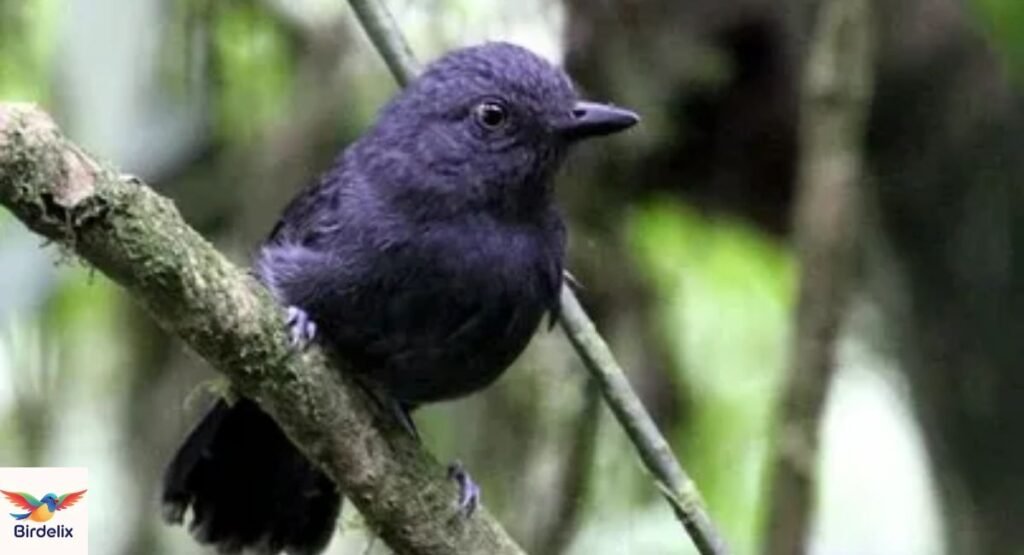 Uniform Antshrike