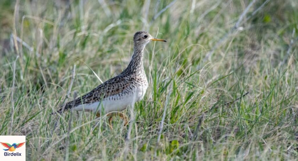 Upland Sandpiper