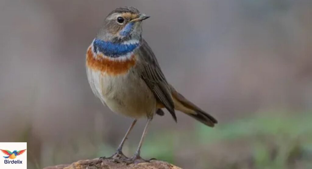 Upper Galilee Mountain Bluethroat
