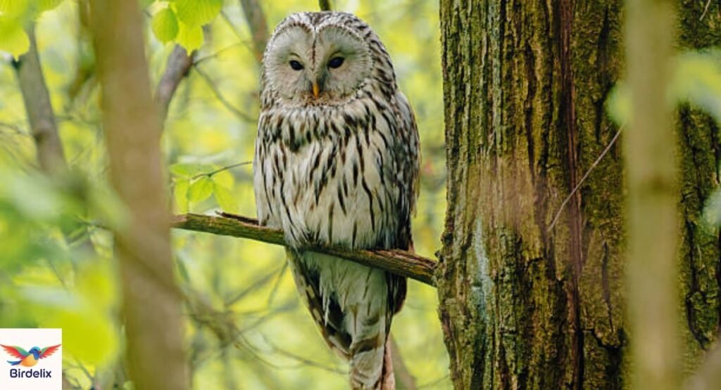 Ural Owl
