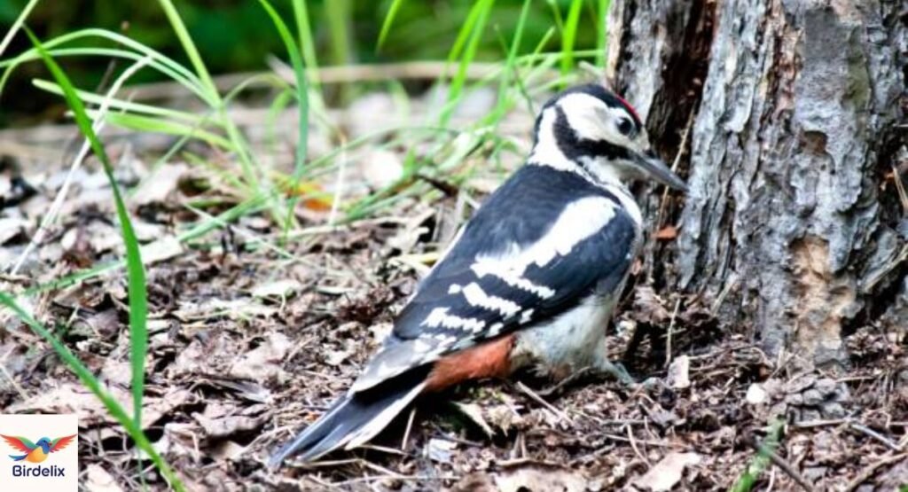 Ural Woodpecker