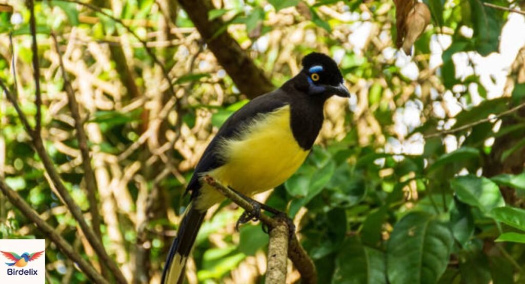 Urraca Jay