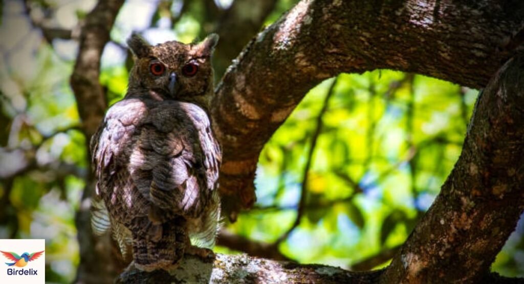 Usambara Eagle-Owl