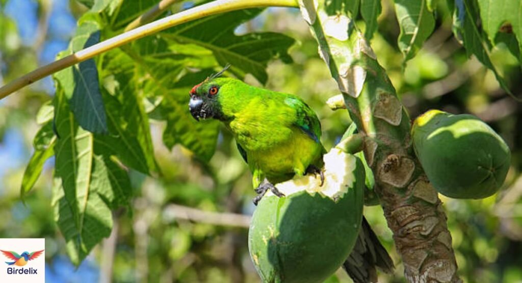 Uvea Parakeet
