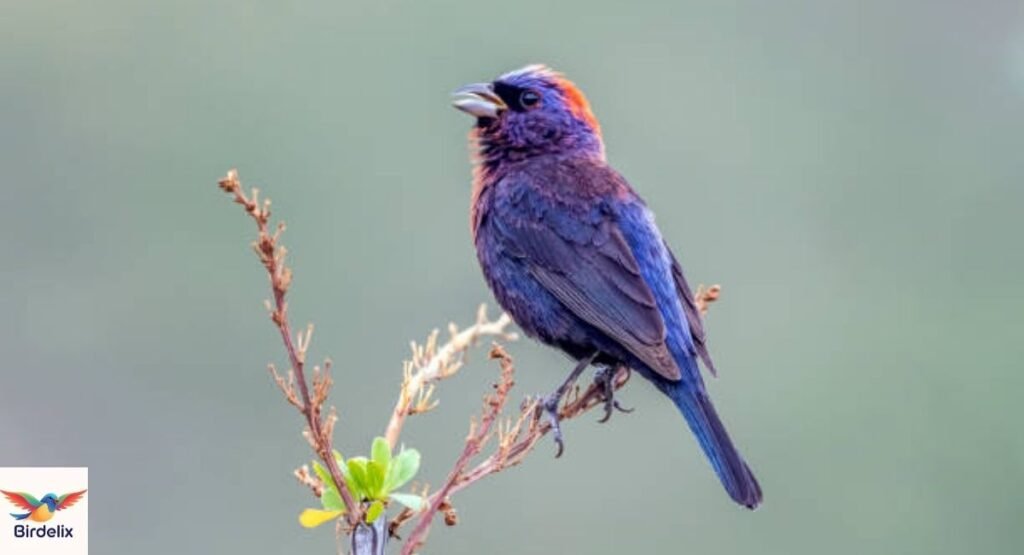 Varied Bunting