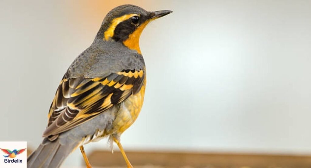 Varied Thrush