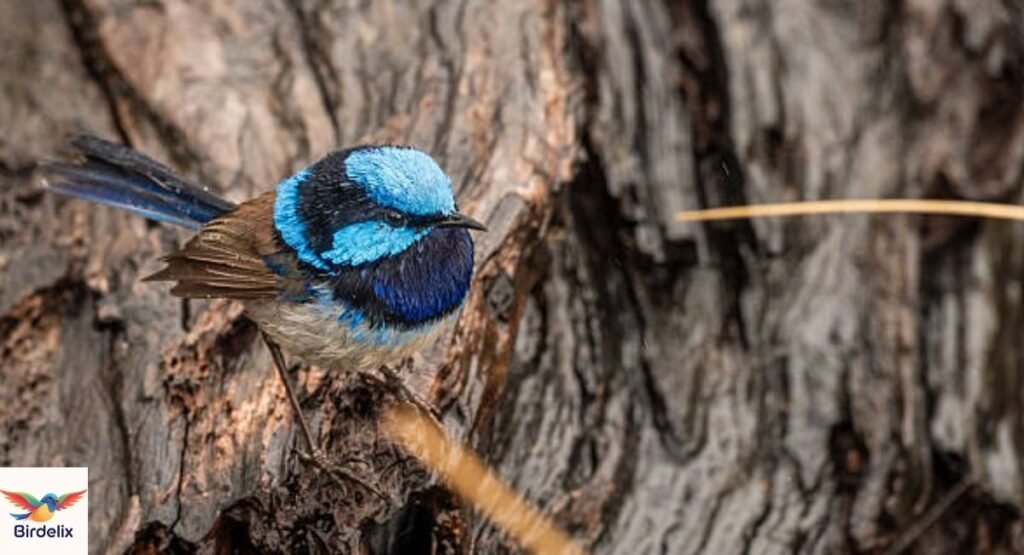 Variegated Fairywren