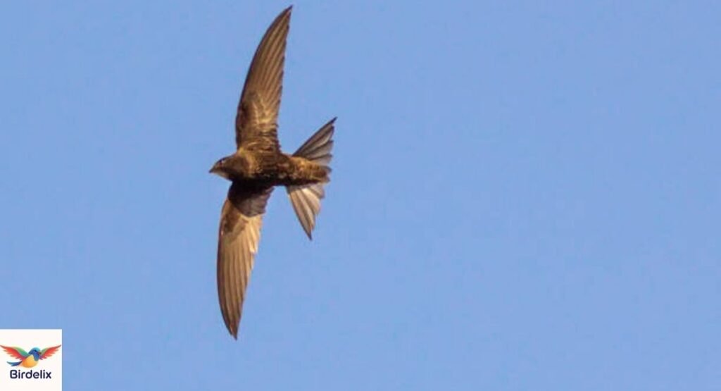 Vaux's Swift
