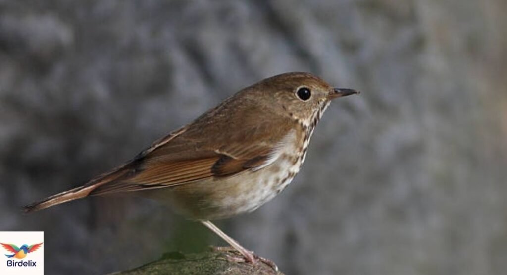Veery
