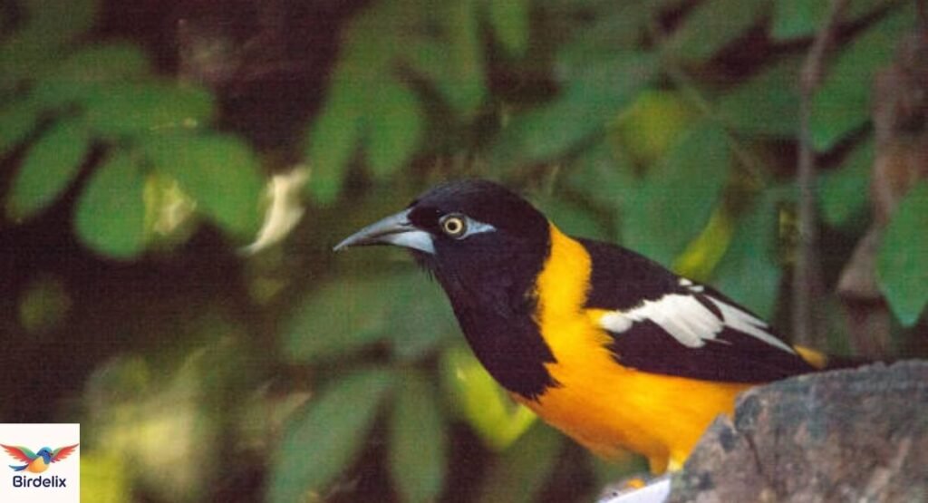 Venezuelan Troupial