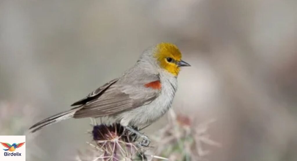 Verdin