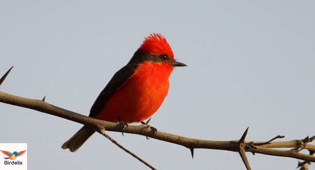 Vermilion Flycatcher