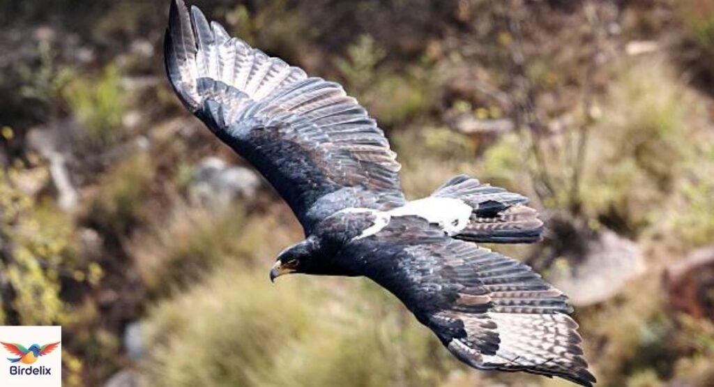Verreaux's Eagle