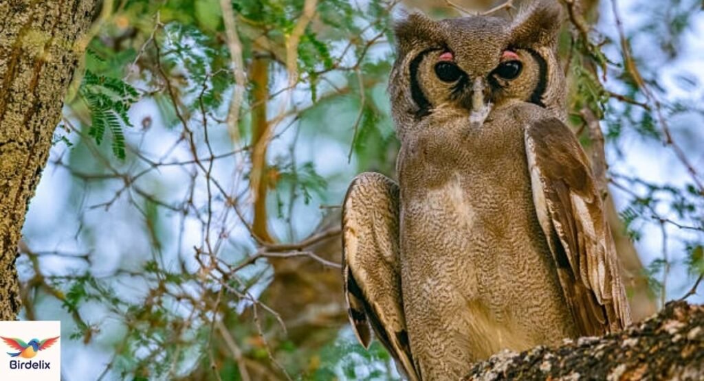 Verreaux's Eagle-Owl