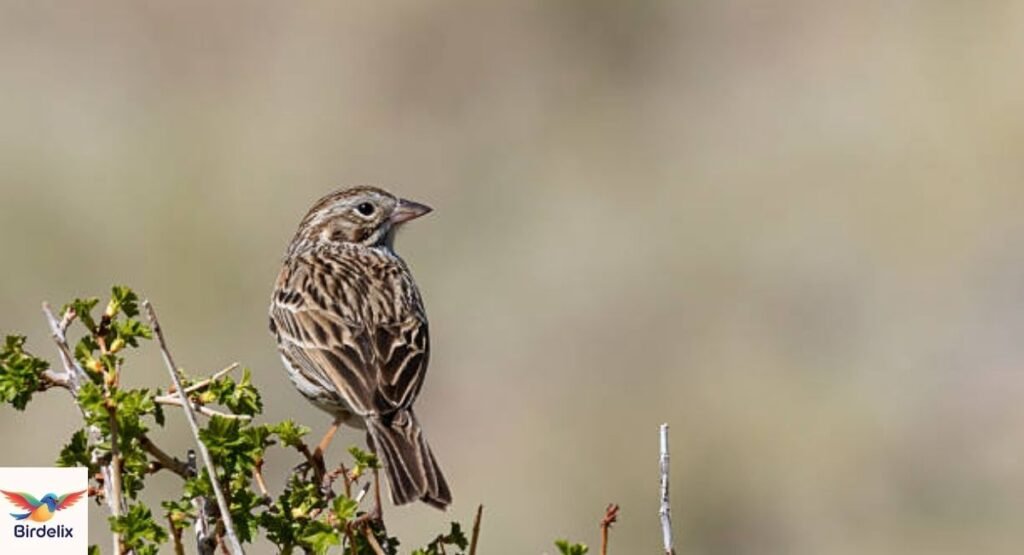 Vesper Sparrow