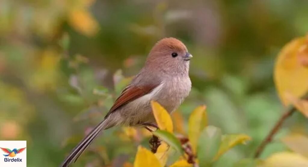 Vinous-throated Parrotbill
