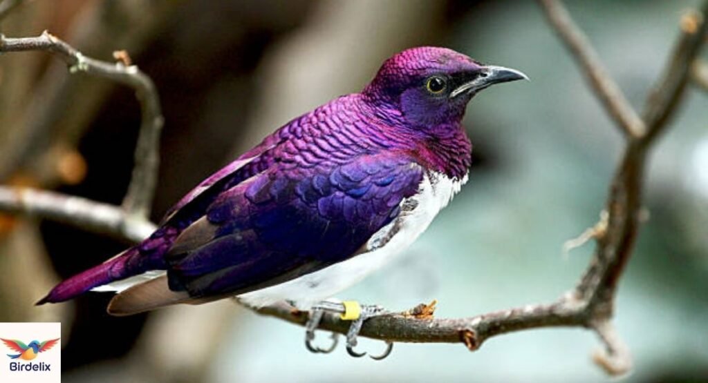 Violet-backed Starling