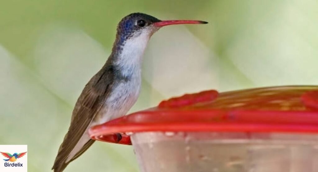 Violet-crowned Hummingbird