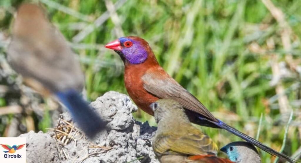 Violet-eared Waxbill