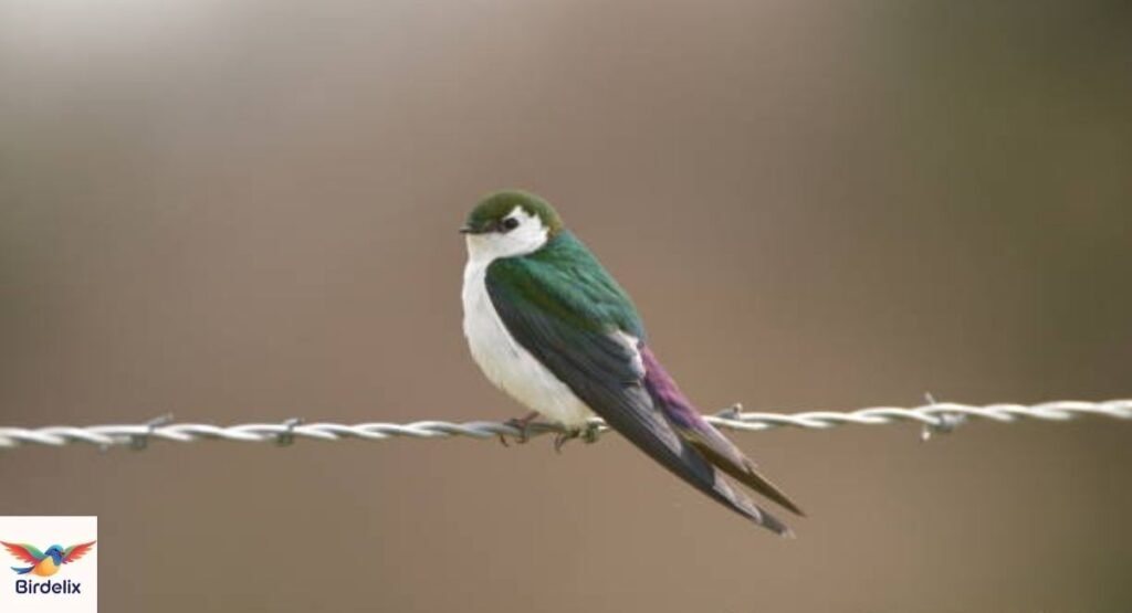 Violet-green Swallow