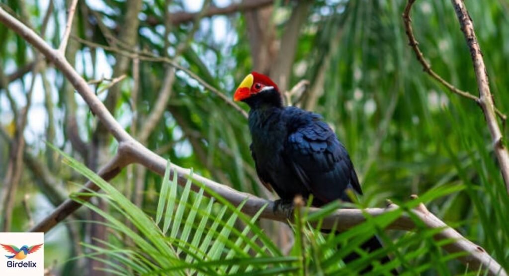 Violet Turaco