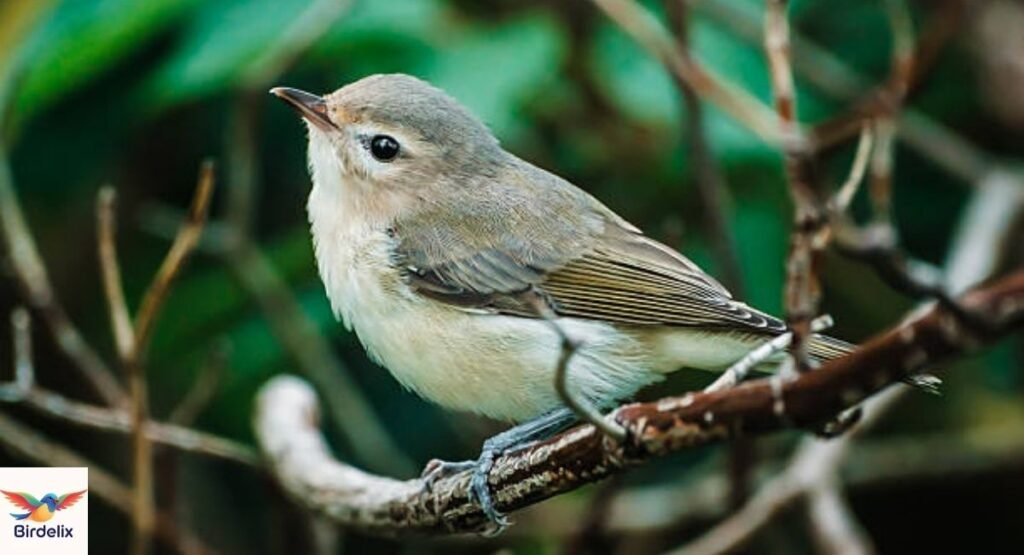 Vireo