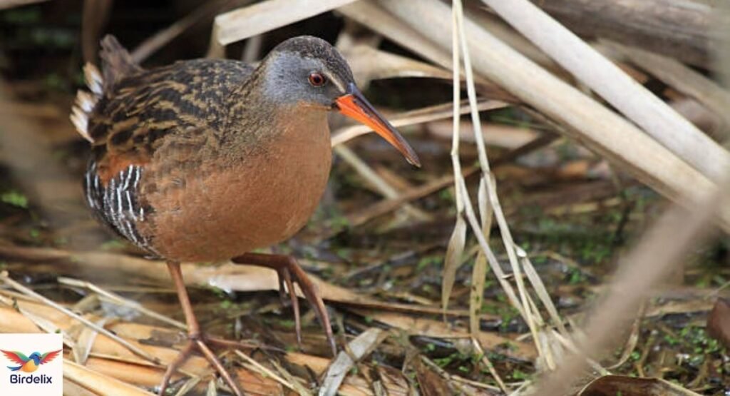 Virginia Rail