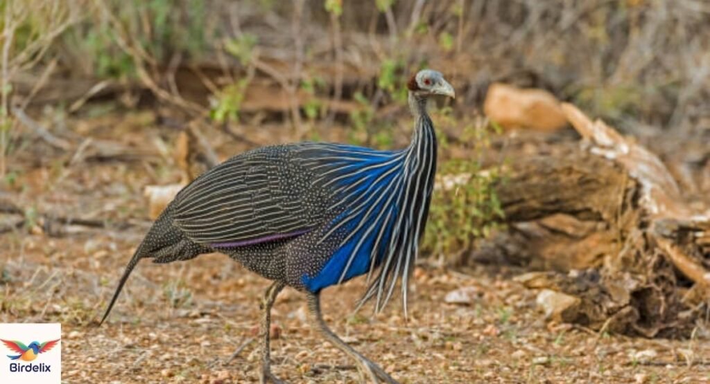Vulturine Guineafowl
