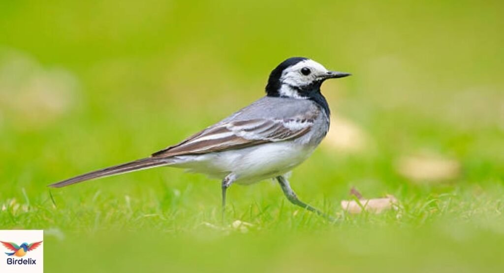 Wagtail