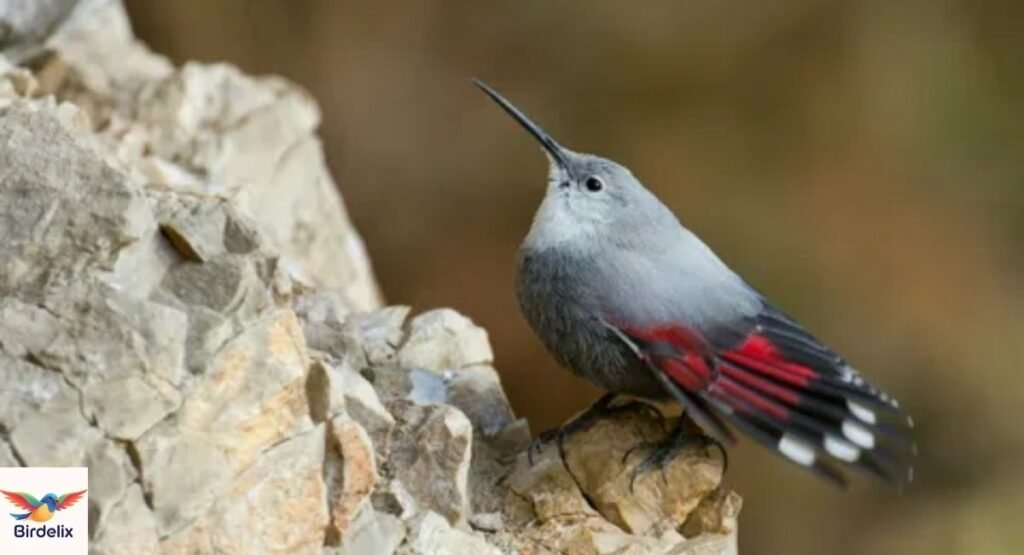 Wallcreeper