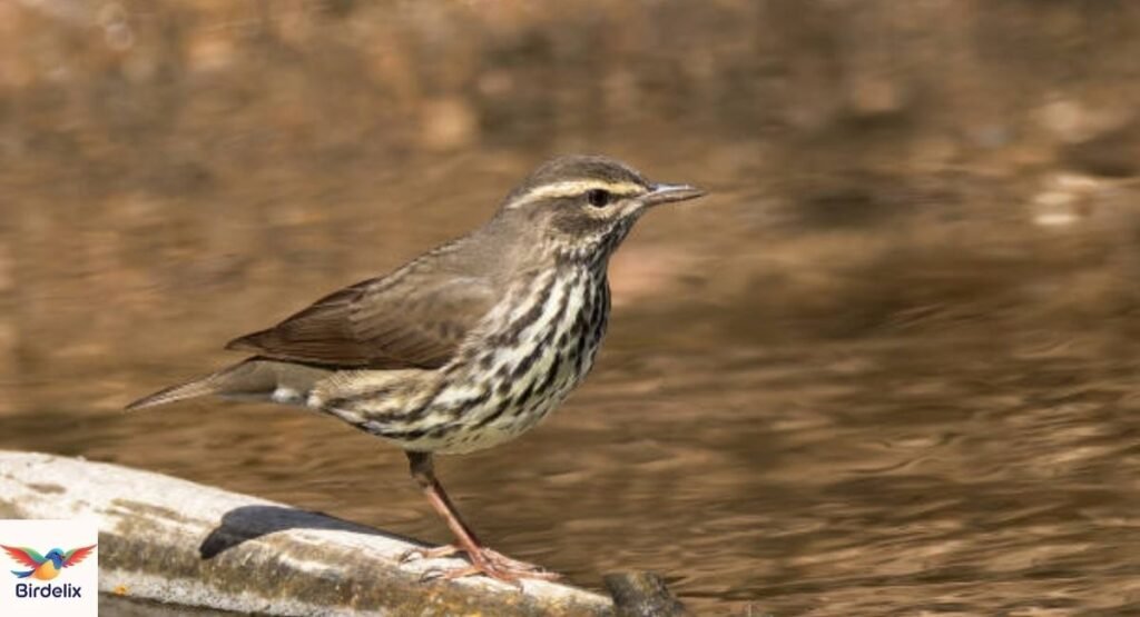Waterthrush