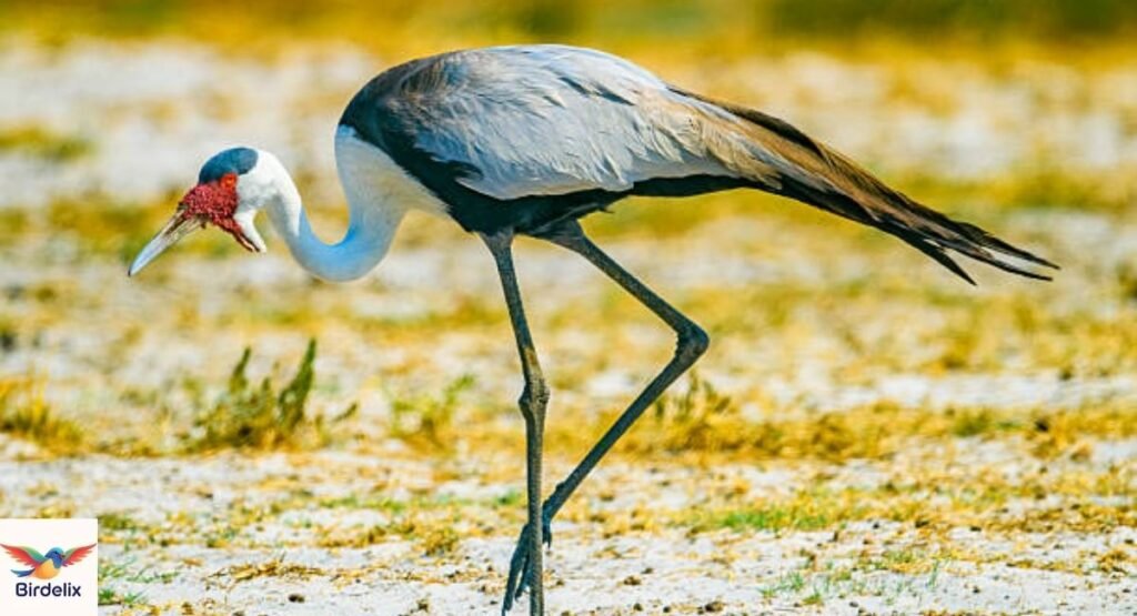 Wattled Crane