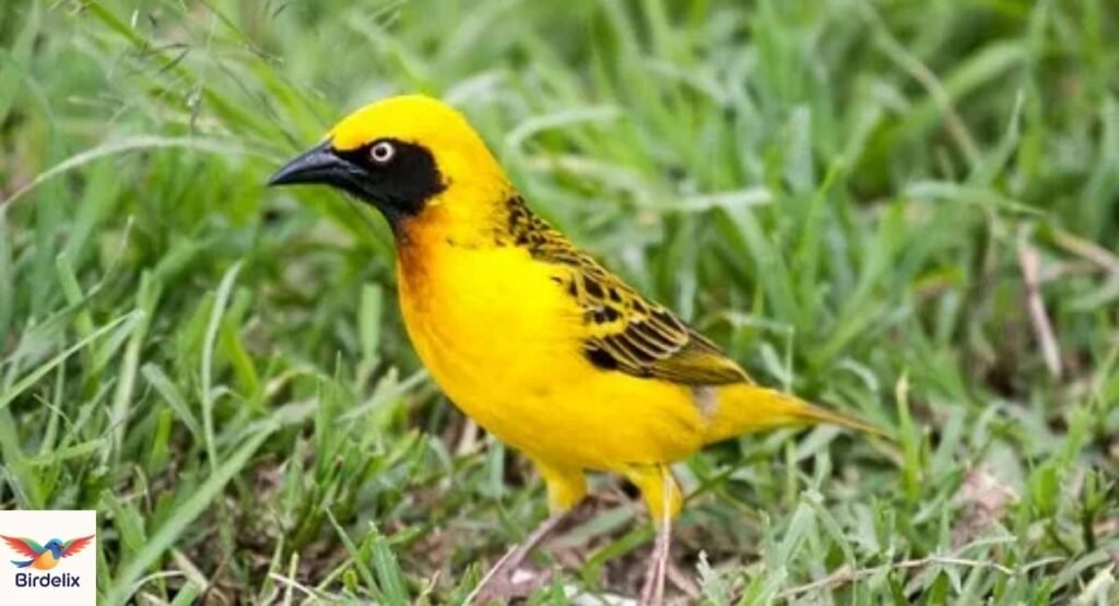 Weaver