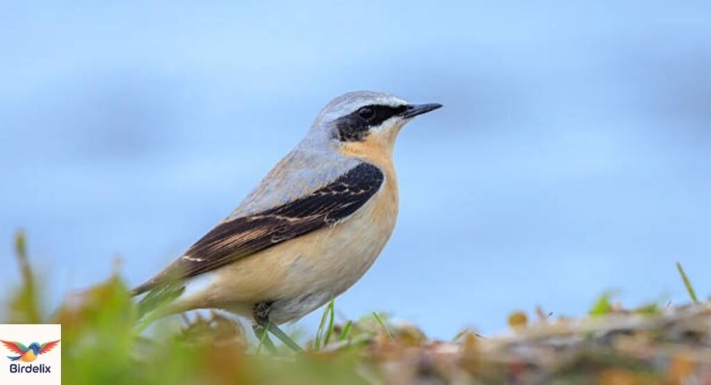 Wheatear
