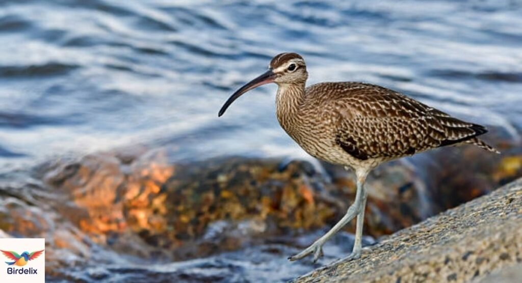 Whimbrel