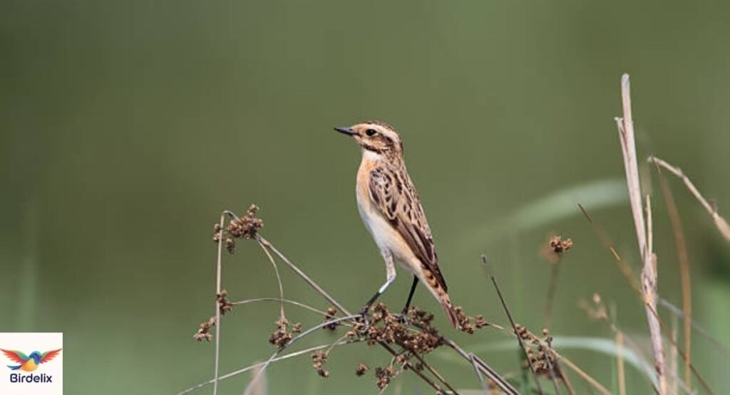  Whinchat