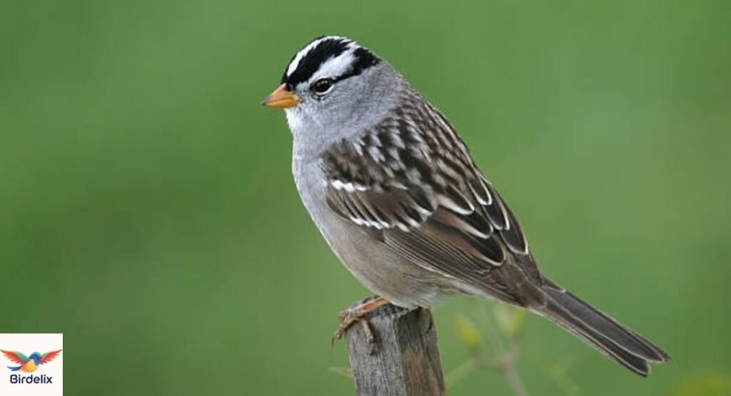 White-crowned Sparrow