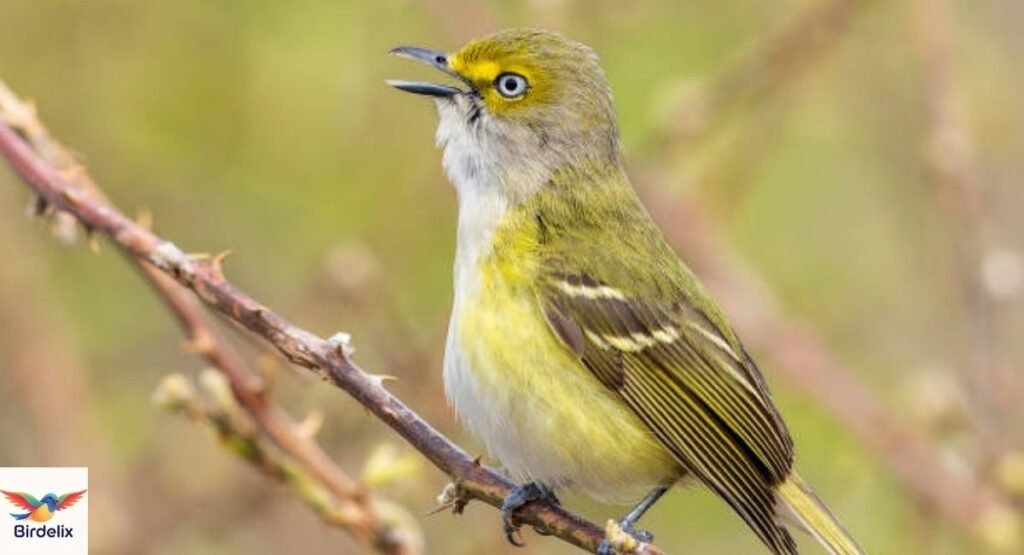 White-eyed Vireo