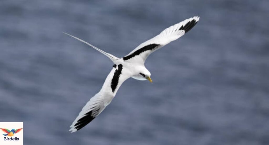 White-tailed Tropicbird