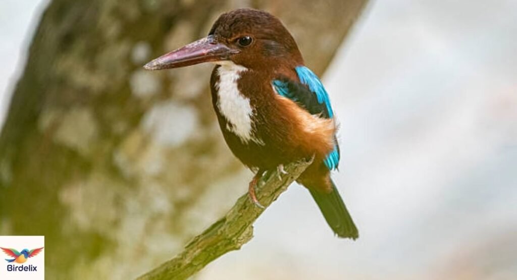 White-throated Kingfisher