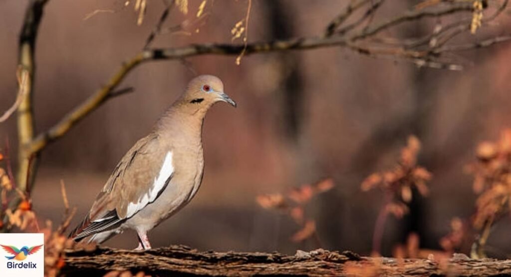  White-winged Dove