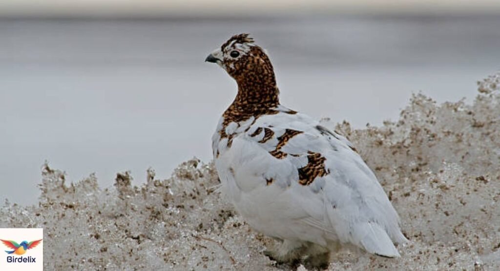 Willow Ptarmigan