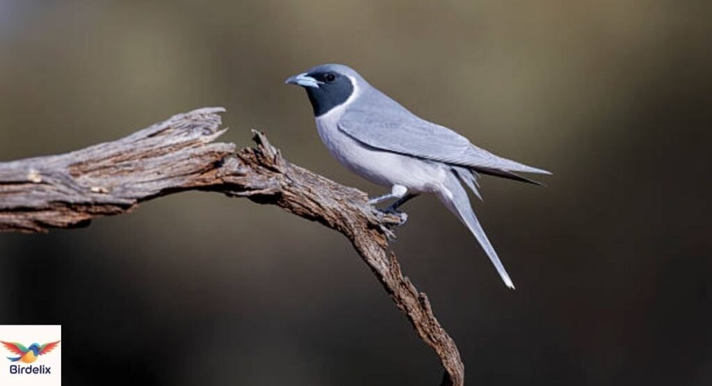 Woodswallow