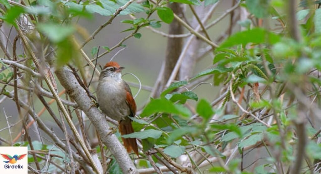xacana-spinetail