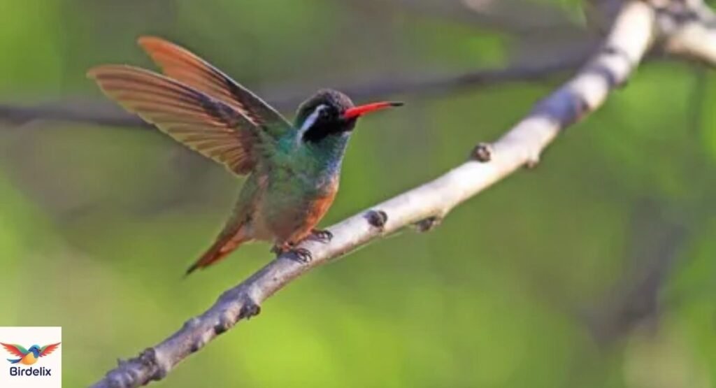 Xantus’s Hummingbird